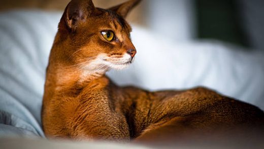 Abyssinian