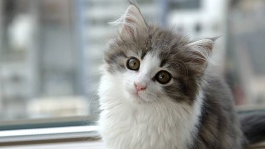 Norwegian Forest cat