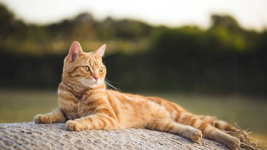 American Shorthair