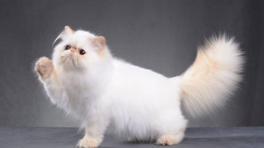 Persian cat