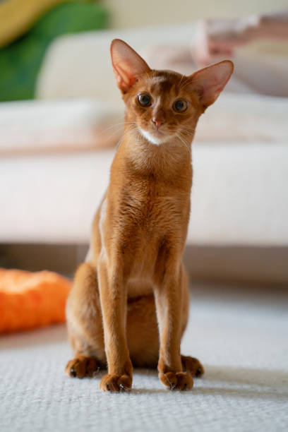 Abyssinian