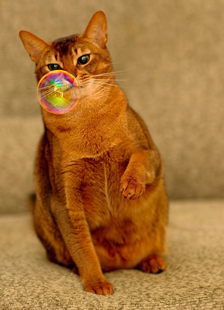 Abyssinian