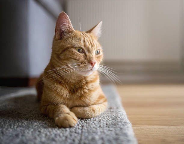 American Shorthair