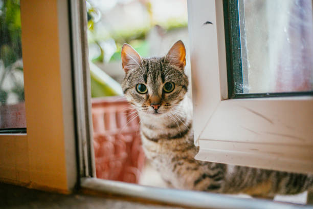 American Shorthair