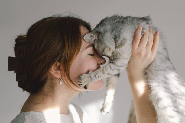 American Shorthair