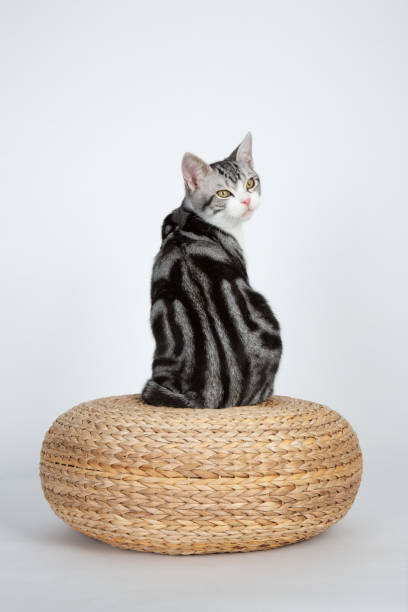 American Shorthair