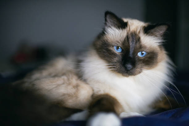 Birman