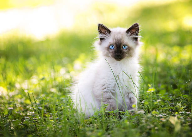 Birman