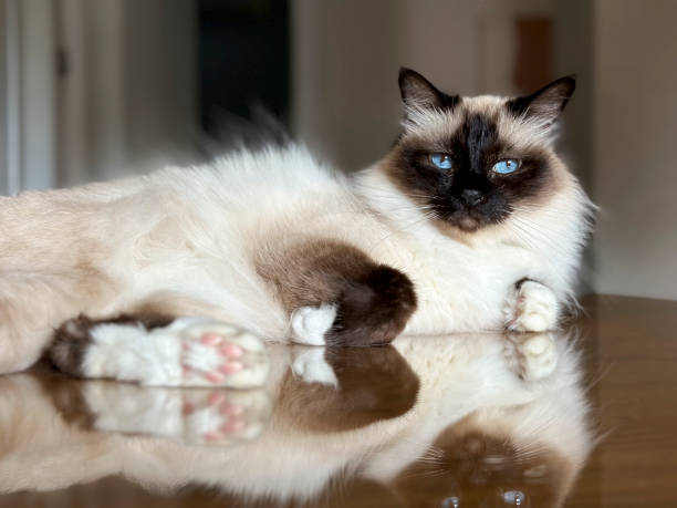 Birman