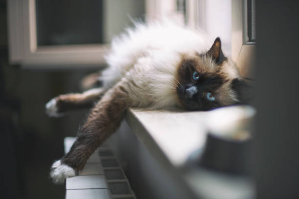 Birman