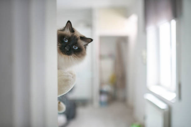 Birman