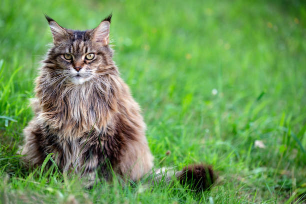 Siberian Cat