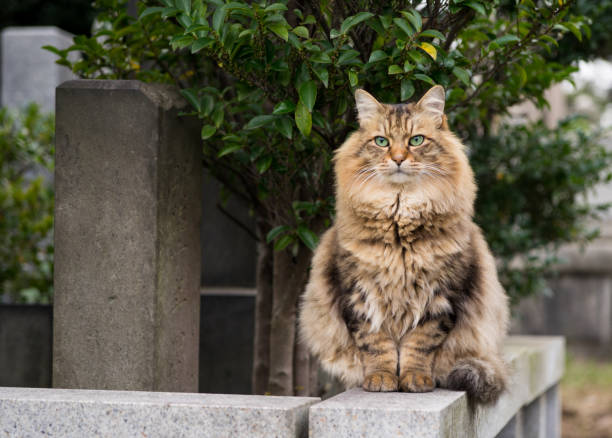 Siberian Cat