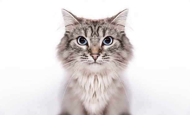 Siberian Cat