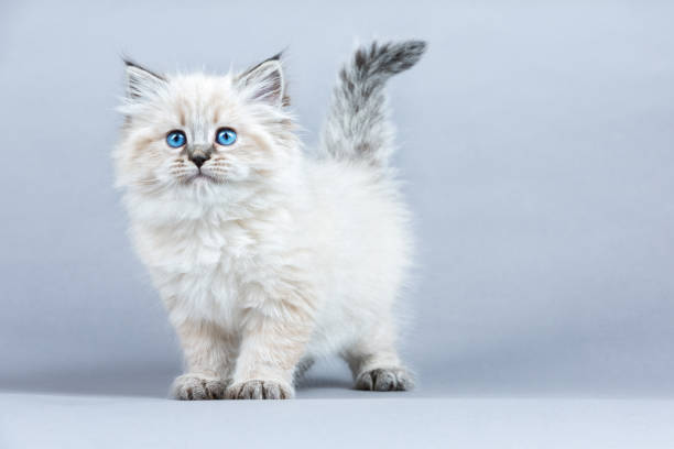 Siberian Cat