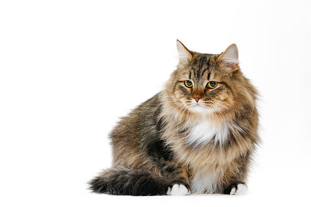 Siberian Cat