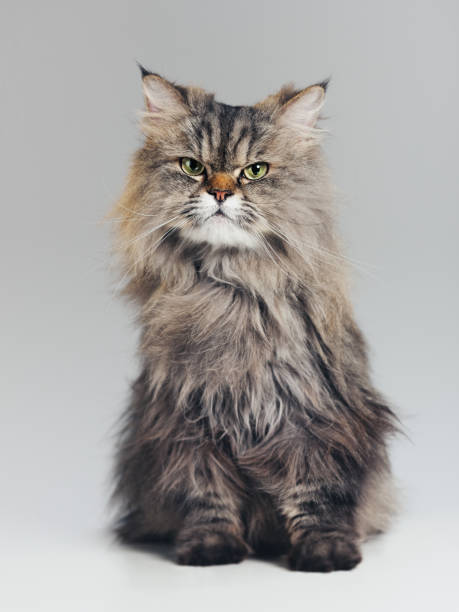 Siberian Cat