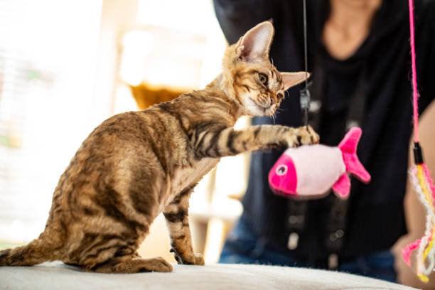 Devon Rex