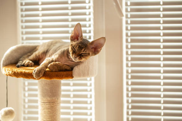 Devon Rex