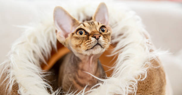 Devon Rex