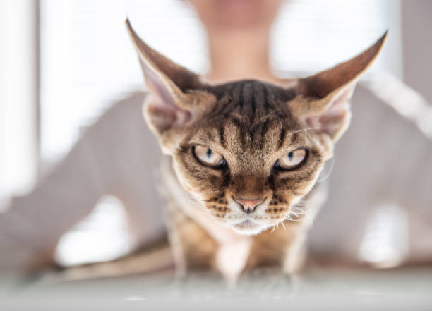 Devon Rex