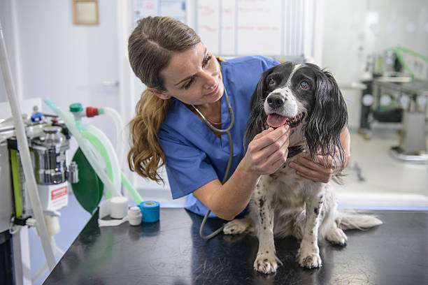 Common Dog Health Issues and Their Preventive Measures