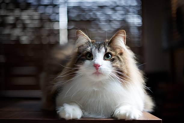 Norwegian Forest cat