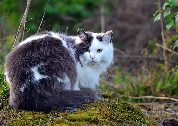 Norwegian Forest cat