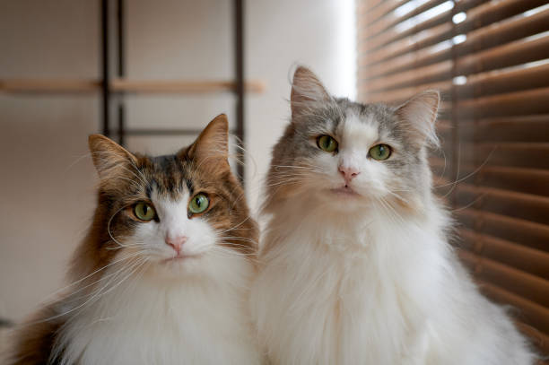 Norwegian Forest cat