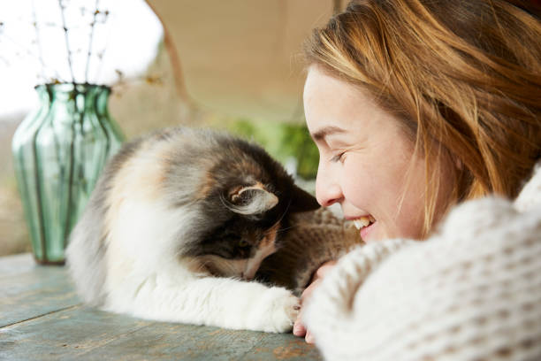 Norwegian Forest cat