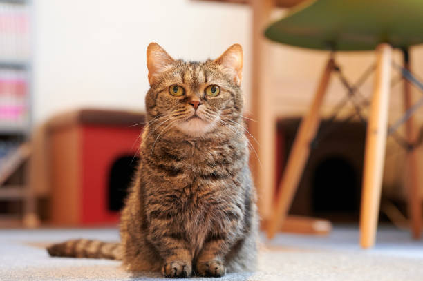 Munchkin Cat