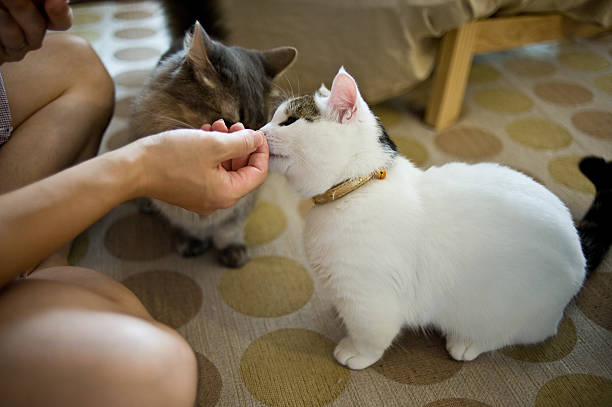 Munchkin Cat