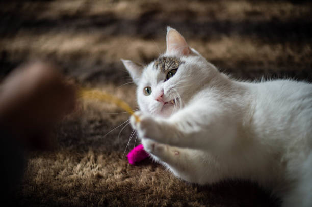 Munchkin Cat