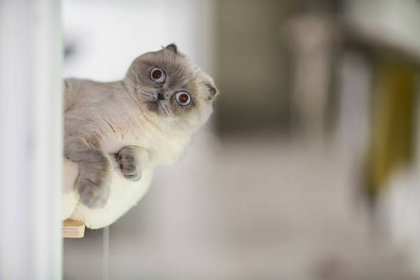 Scottish Fold