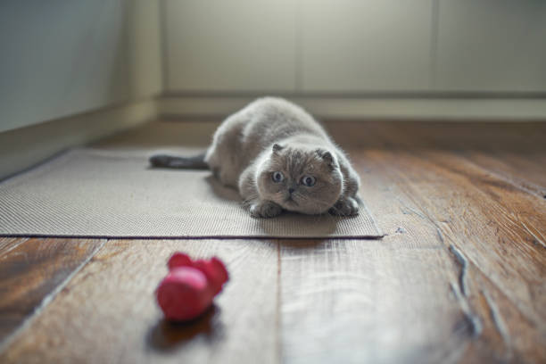 Scottish Fold