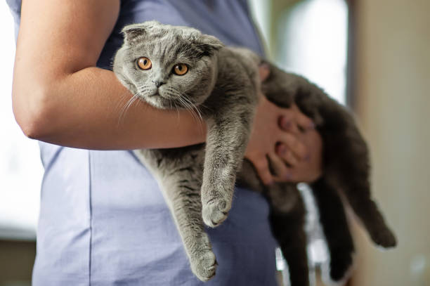 Scottish Fold