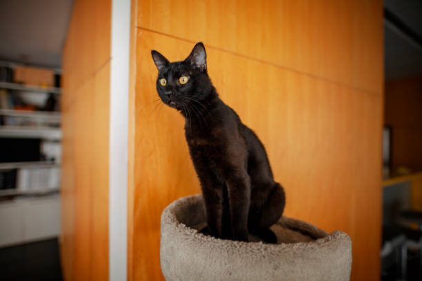 Bombay Cat