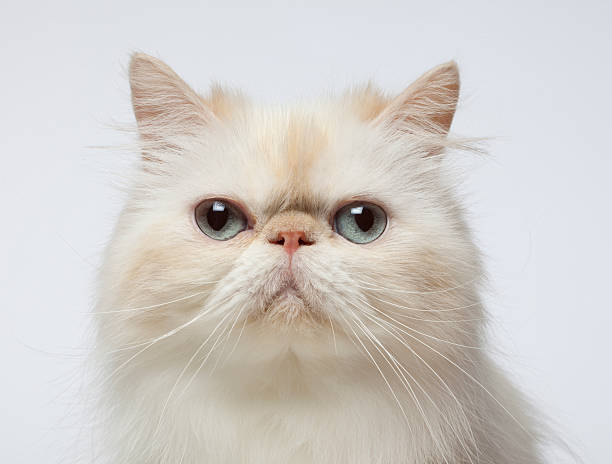 Persian cat