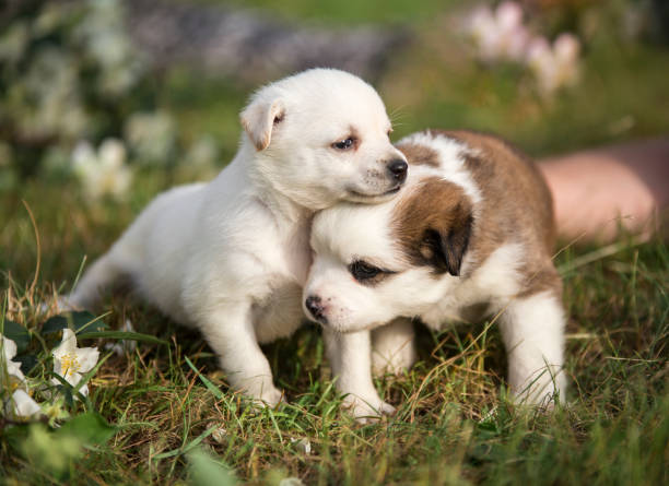 Socializing Your Puppy