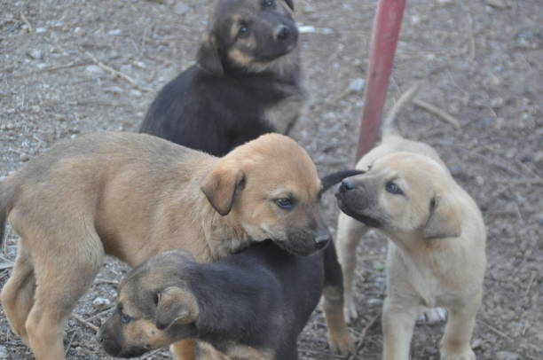 Socializing Your Puppy