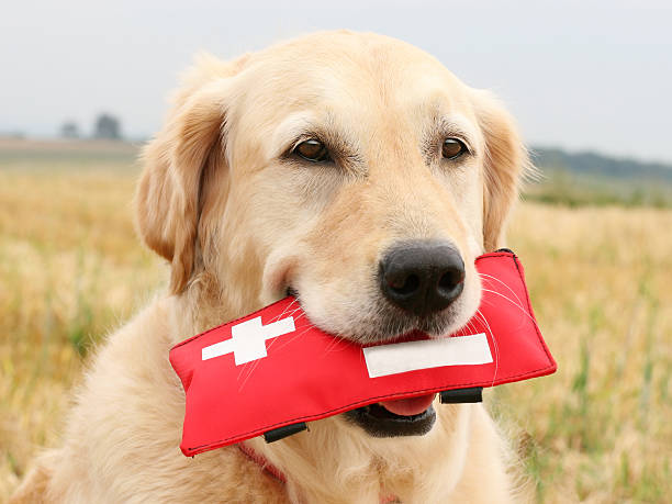 Dog First Aid Kits