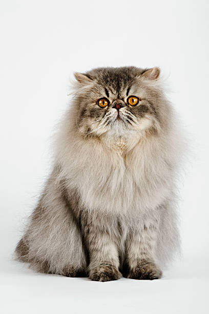 Persian cat