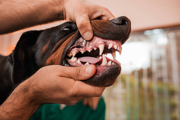 Dog's Dental