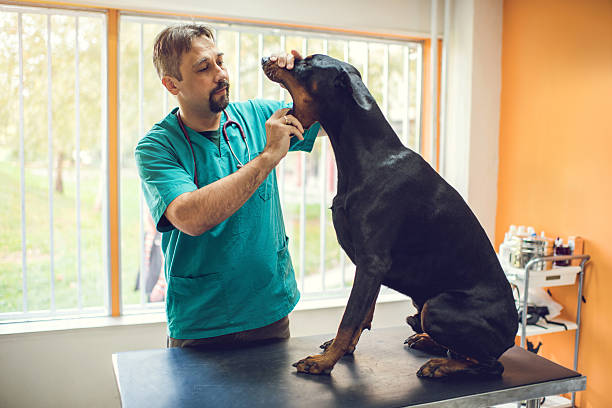 Dog's Dental