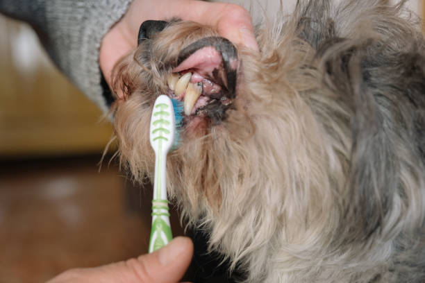 Dog's Dental