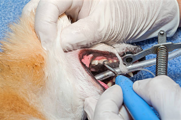 Dog's Dental