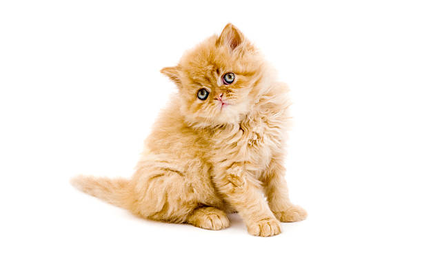 Persian cat