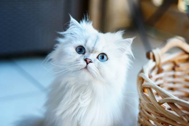 Persian cat