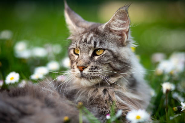 Maine Coon