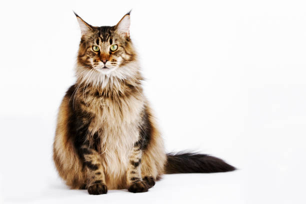 Maine Coon